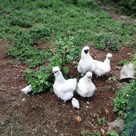 Et Table D'hotes Regord'ane Frühstückspension *